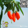Paquete de bolsa Ningxia Organic Wolfberry Goji berry
